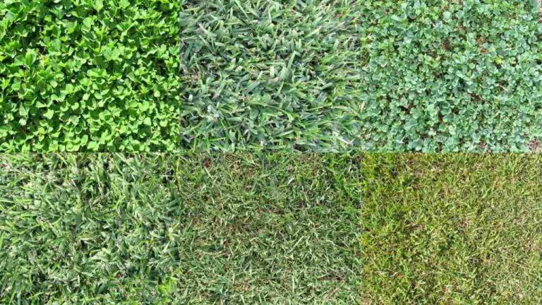 Choosing the Right Grass Type for Utah’s Climate: A Comprehensive Guide